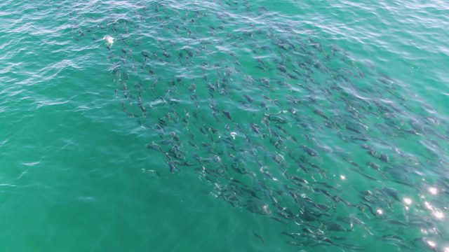 BUZZARDS BEACH EAST CAPE BCS-2023: School of Fish Swimming in Turquoise Ocean Water