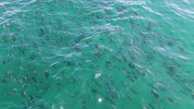 BUZZARDS BEACH EAST CAPE BCS-2023: School of Fish Swimming in Clear Turquoise Water