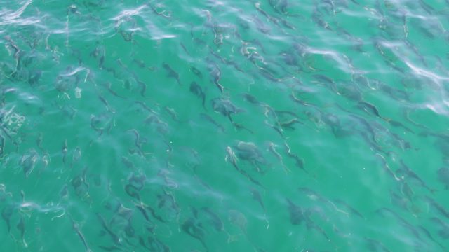 BUZZARDS BEACH EAST CAPE BCS-2023: School of Small Fish Swimming in Clear Turquoise Water
