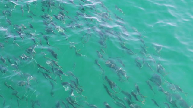 BUZZARDS BEACH EAST CAPE BCS-2023: School of Fish Swimming in Clear Turquoise Water