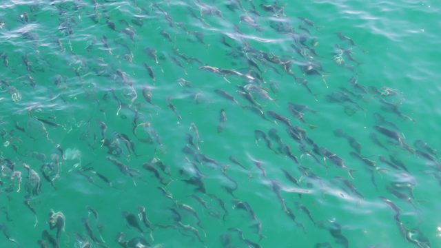 BUZZARDS BEACH EAST CAPE BCS-2023: School of Small Fish in Shallow Turquoise Water