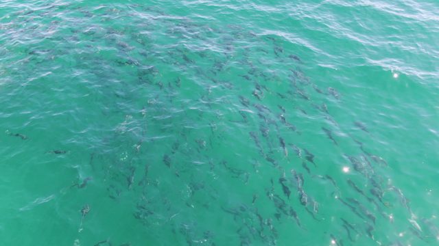 BUZZARDS BEACH EAST CAPE BCS-2023: School of Fish Swimming in Turquoise Water