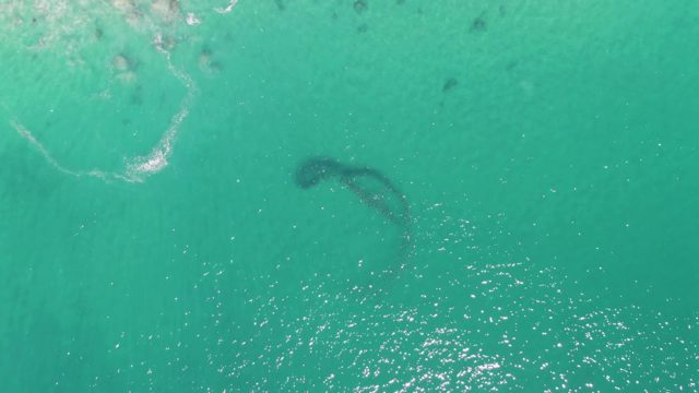 BUZZARDS BEACH EAST CAPE BCS-2023: Marine Animal Gliding Through Turquoise Sea