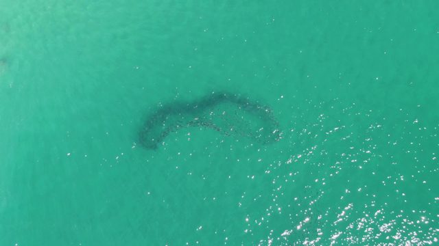 BUZZARDS BEACH EAST CAPE BCS-2023: Curved Underwater Sandbar in Clear Ocean Water