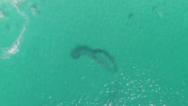 BUZZARDS BEACH EAST CAPE BCS-2023: School of Fish Swimming in Turquoise Ocean