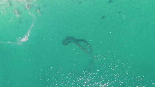 BUZZARDS BEACH EAST CAPE BCS-2023: Large Marine Animal Swimming in Clear Ocean Water