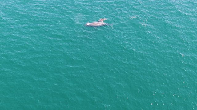 PUNTA GORDA BEACH BCS-2023: Whale Swimming in Turquoise Ocean Waters