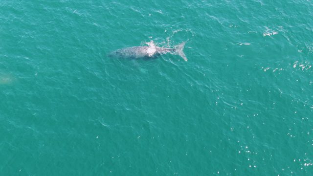 PUNTA GORDA BEACH BCS-2023: Whale Swimming in Turquoise Ocean Waters
