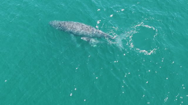 PUNTA GORDA BEACH BCS-2023: Whale and Calf Swimming in Turquoise Ocean