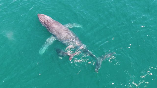 PUNTA GORDA BEACH BCS-2023: Humpback Whale Swimming and Fluking in Ocean