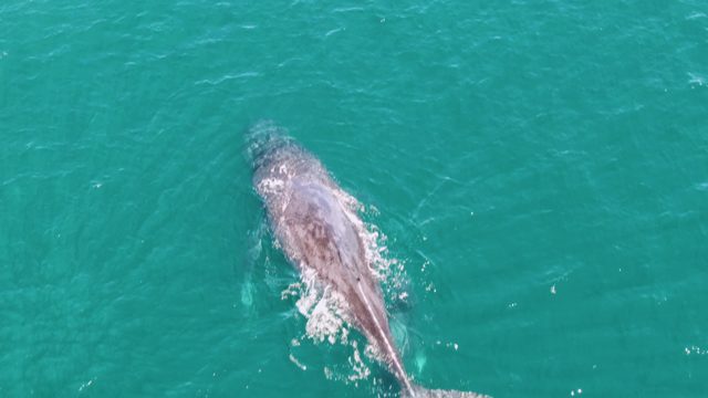 PUNTA GORDA BEACH BCS-2023: Two Whales Interacting in Turquoise Ocean Water