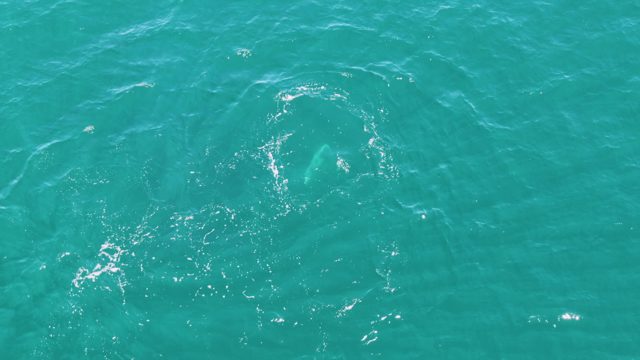 PUNTA GORDA BEACH BCS-2023: Fish Swimming in Clear Turquoise Water
