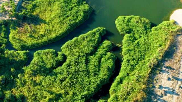 TODOS SANTOS BCS MEXICO-2021: Reed Islands in a Calm Waterway