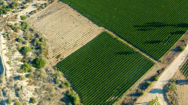 TODOS SANTOS BCS MEXICO-2021: Agricultural Fields with Green Crop Rows and Tilled Soil