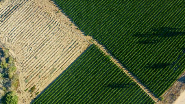 TODOS SANTOS BCS MEXICO-2021: Agricultural Fields with Tilled and Cultivated Crops