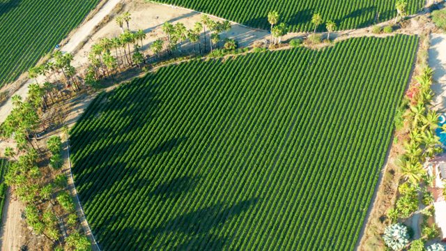 TODOS SANTOS BCS MEXICO-2021: Crops in Rows with Changing Palm Shadows
