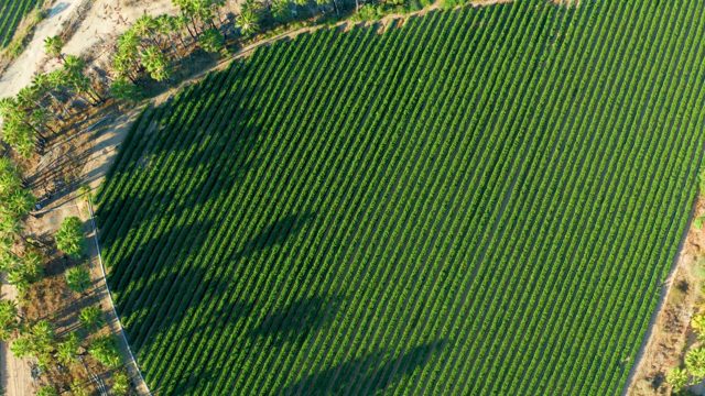 TODOS SANTOS BCS MEXICO-2021: Rowed Farm Field and Tree Shadows From Above