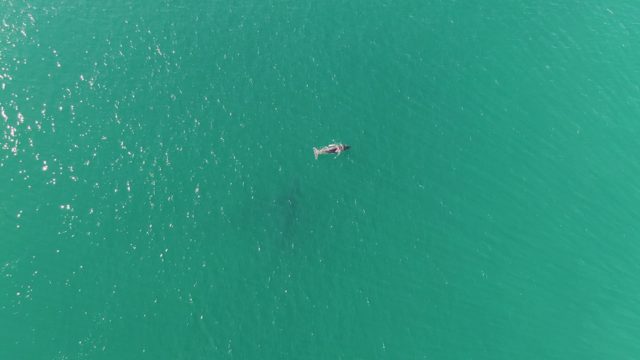 PUNTA GORDA BEACH BCS-2023: Person Swimming in Clear Turquoise Ocean Water