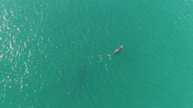 PUNTA GORDA BEACH BCS-2023: Whale Swimming in Turquoise Ocean Waters