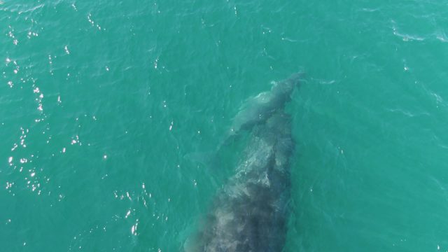 PUNTA GORDA BEACH BCS-2023: Whale and Calf Swimming in Clear Turquoise Water
