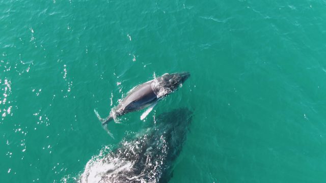 PUNTA GORDA BEACH BCS-2023: Two Whales Swimming in Turquoise Ocean