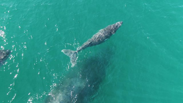 PUNTA GORDA BEACH BCS-2023: Whale Swimming in Turquoise Ocean Water