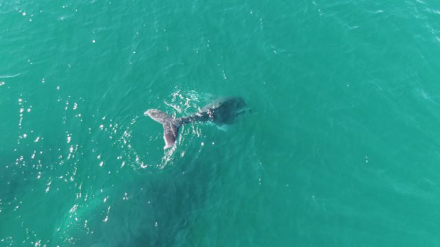 PUNTA GORDA BEACH BCS-2023: Whale's Tail Submerging in Clear Turquoise Water