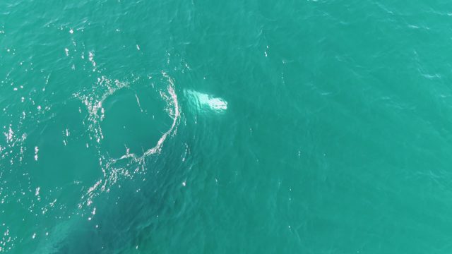 PUNTA GORDA BEACH BCS-2023: Whale Surfacing in Turquoise Ocean