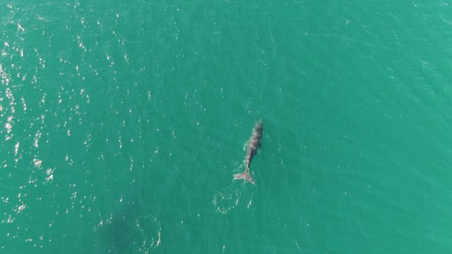 PUNTA GORDA BEACH BCS-2023: Whale Swimming Upward in Turquoise Ocean