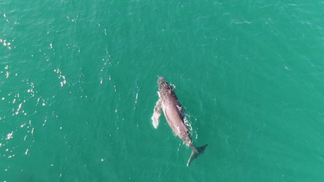PUNTA GORDA BEACH BCS-2023: Whale Swimming and Surfacing in Turquoise Ocean