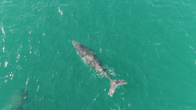 PUNTA GORDA BEACH BCS-2023: Gray Whales Swimming in Turquoise Ocean Water