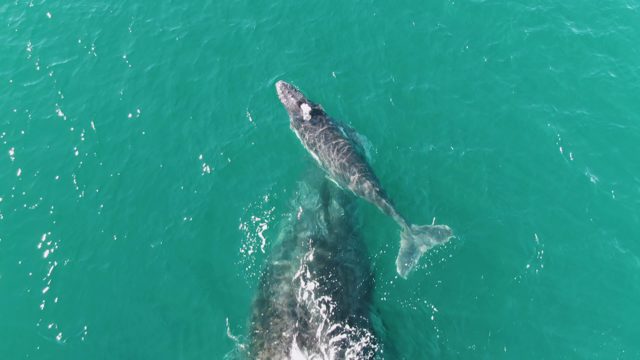 PUNTA GORDA BEACH BCS-2023: Whale Calf and Adult Swimming in Turquoise Ocean Water
