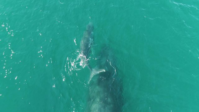 PUNTA GORDA BEACH BCS-2023: Whale and Calf Swimming in Clear Turquoise Water
