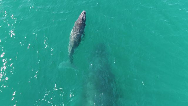 PUNTA GORDA BEACH BCS-2023: Whale Swimming in Turquoise Ocean Water