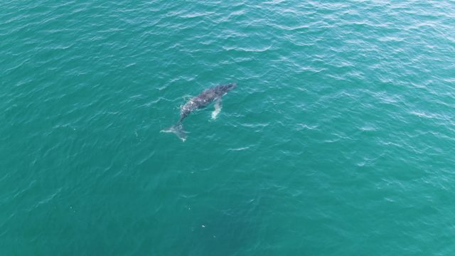 PUNTA GORDA BEACH BCS-2023: Whale Gliding Through Clear Ocean Surface