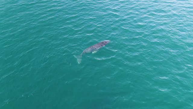 PUNTA GORDA BEACH BCS-2023: Whale Swimming in Turquoise Ocean Waters
