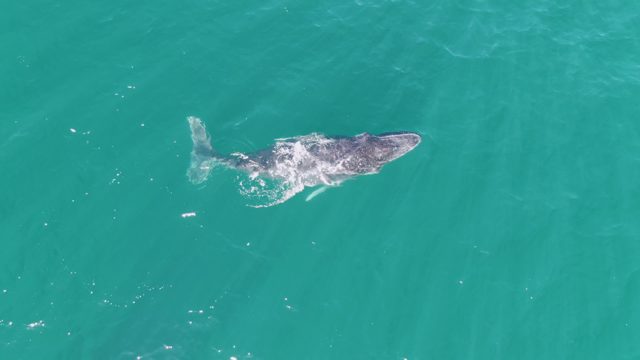 PUNTA GORDA BEACH BCS-2023: Humpback Whale Swimming in Clear Ocean Water