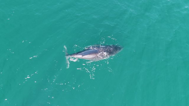 PUNTA GORDA BEACH BCS-2023: Humpback Whale Swimming in Clear Turquoise Water From Above