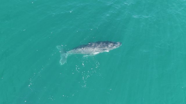 PUNTA GORDA BEACH BCS-2023: Gray Whale Swimming in Turquoise Ocean Water