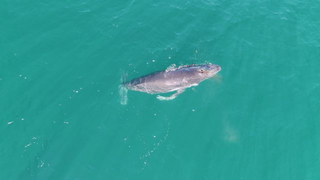 PUNTA GORDA BEACH BCS-2023: Whale Swimming in Turquoise Ocean Water