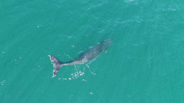 PUNTA GORDA BEACH BCS-2023: Whale Swimming with Moving Tail in Clear Water