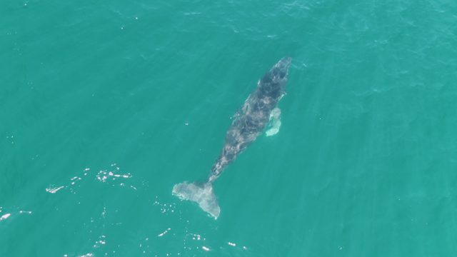 PUNTA GORDA BEACH BCS-2023: Whale Surfacing and Moving in Clear Ocean Water