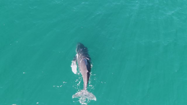 PUNTA GORDA BEACH BCS-2023: Whale Swimming in Clear Turquoise Water