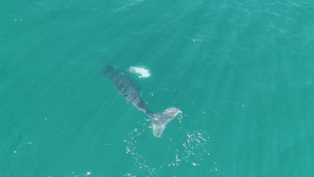 PUNTA GORDA BEACH BCS-2023: Whale Gliding Through Turquoise Ocean Surface