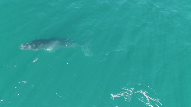 PUNTA GORDA BEACH BCS-2023: Whale and Calf Swimming in Clear Turquoise Water