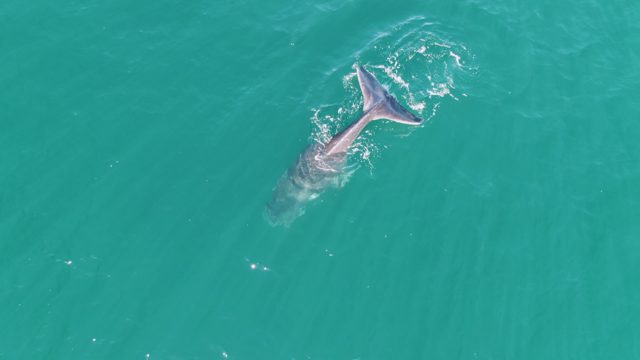 PUNTA GORDA BEACH BCS-2023: Whale Surfacing, Splashing, and Submerging in Ocean
