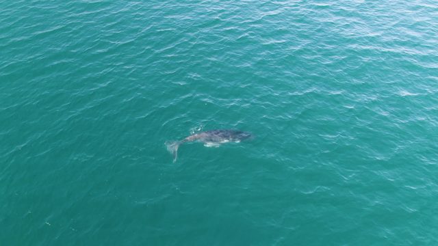 PUNTA GORDA BEACH BCS-2023: Whale Swimming in Clear Turquoise Ocean