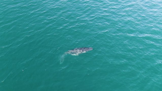 PUNTA GORDA BEACH BCS-2023: Whale Swimming in Clear Turquoise Ocean