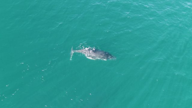 PUNTA GORDA BEACH BCS-2023: Whale Swimming in Clear Turquoise Ocean