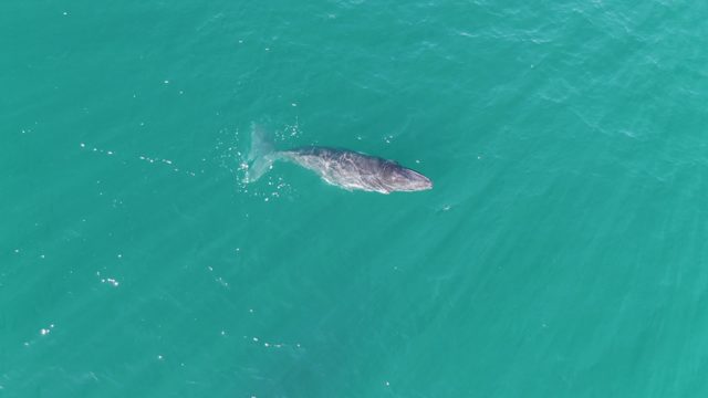 PUNTA GORDA BEACH BCS-2023: Whale Swimming in Turquoise Ocean Water